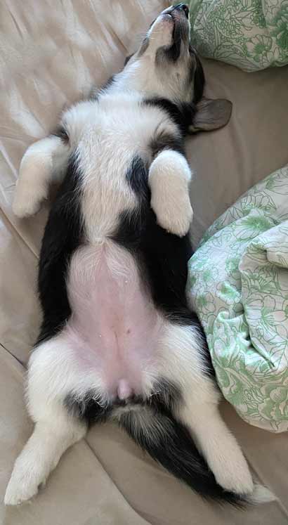 corgi puppy sleeping