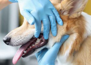 tandundersökning corgi hos veterinär